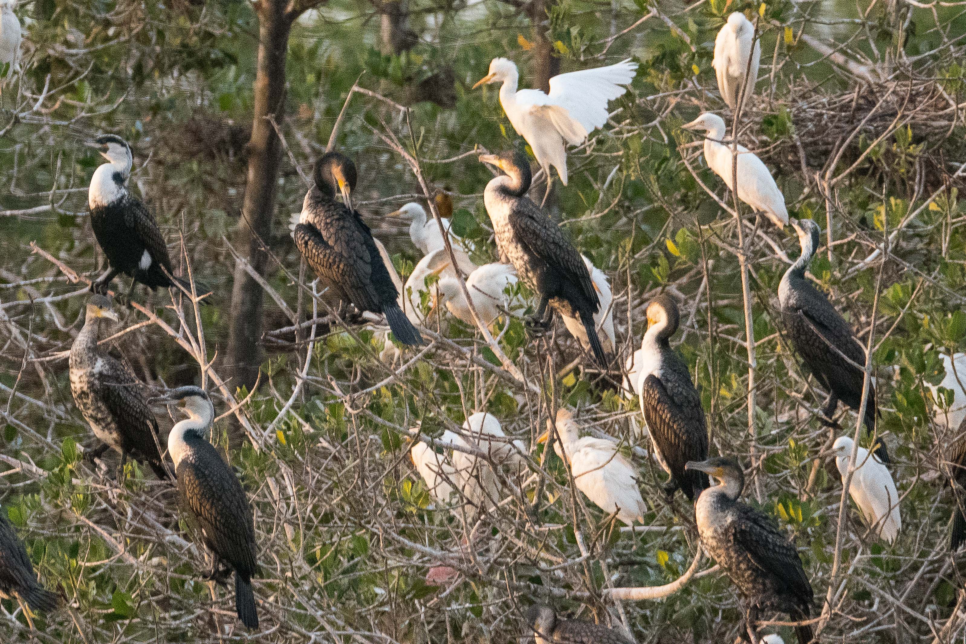 Héronnière mixte sur la mangrove de la lagune de la Somone (strate supérieure), Sénégal .